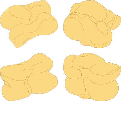 tortolosak