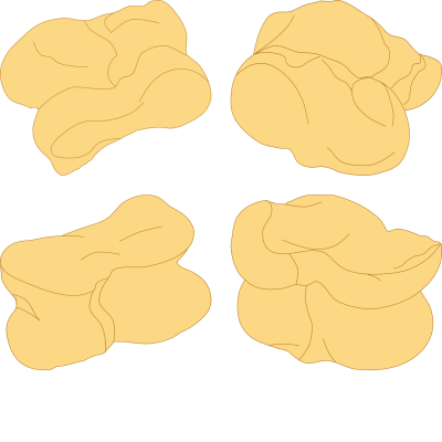 tortolosak
